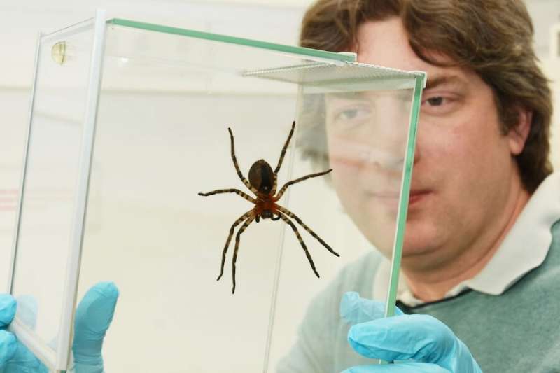 DESYs X-ray source PETRA III reveals details of adhesive structures of spider legs