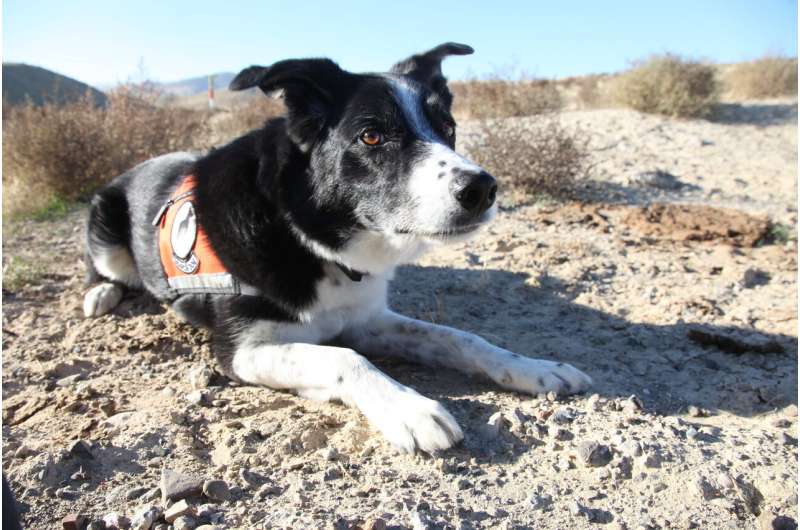 Detection dogs and DNA on the trail of endangered lizards