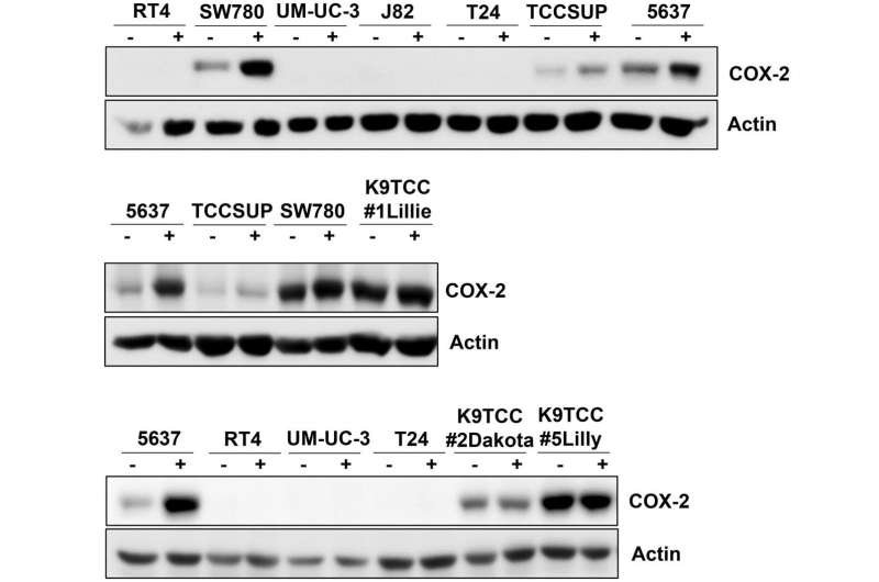 Detection of tyrosine kinase inhibitors-induced COX-2 expression in bladder cancer by fluorocoxib A