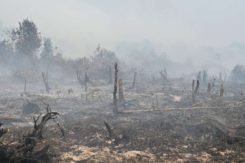 Devastating forest fires razed 942,000 hectares (2.3 million acres) of land, mostly on Sumatra and Borneo islands this year