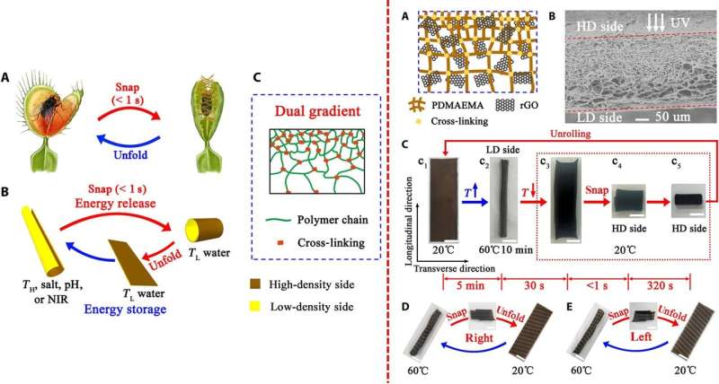 Developing a dual-gradient ultrafast biomimetic snapping hydrogel material
