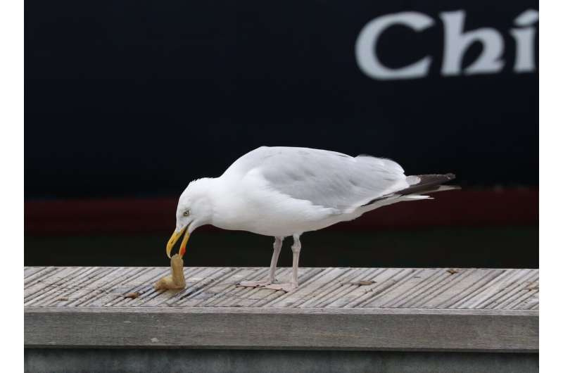 Dexterous herring gulls learn new tricks to adapt their feeding habits