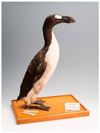 Did human hunting activities alone drive great auks' extinction?