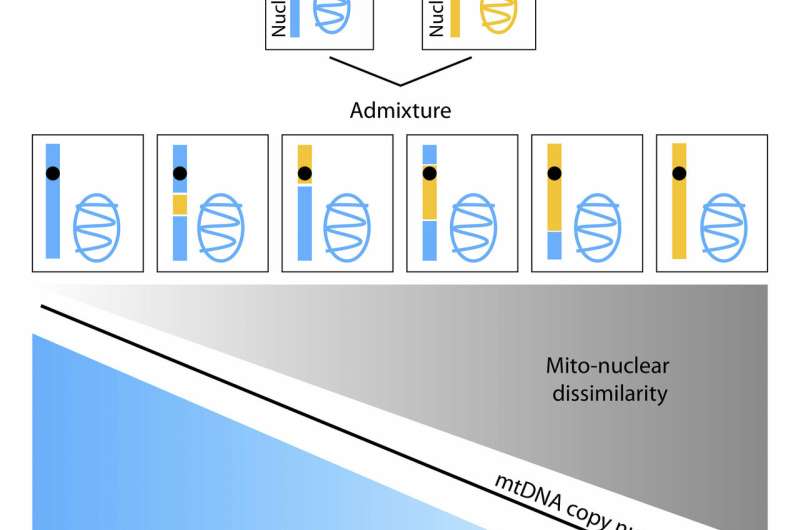 Differences in genes' geographic origin influence mitochondrial function