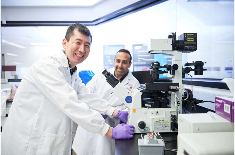 Discovery of 'kingpin' stem cell may help in the understanding of cancerous tumors