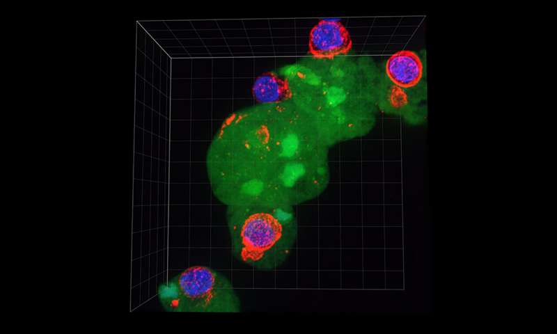 Disease-causing nibbling amoeba hides by displaying proteins from host cells