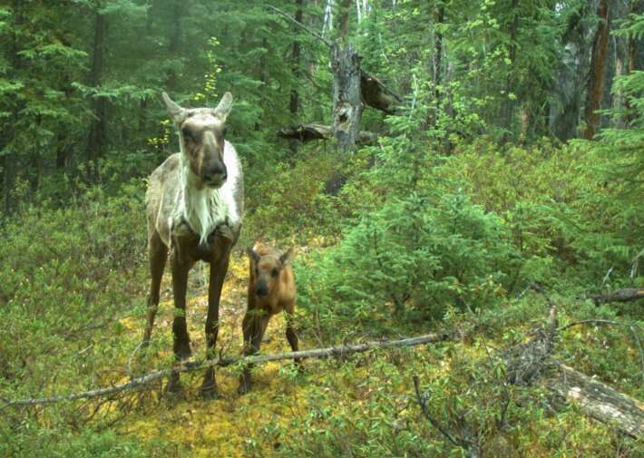 Disrupting wolf movement may be more effective at protecting caribou