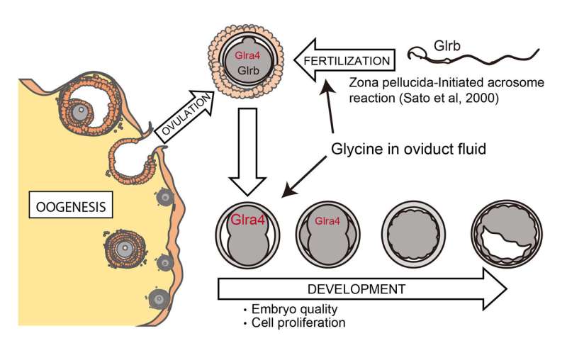 Disruption of glycine receptors to study embryonic development and brain function