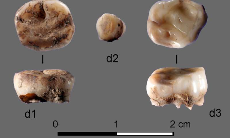DNA from 31,000-year-old milk teeth leads to discovery of new group of ancient Siberians