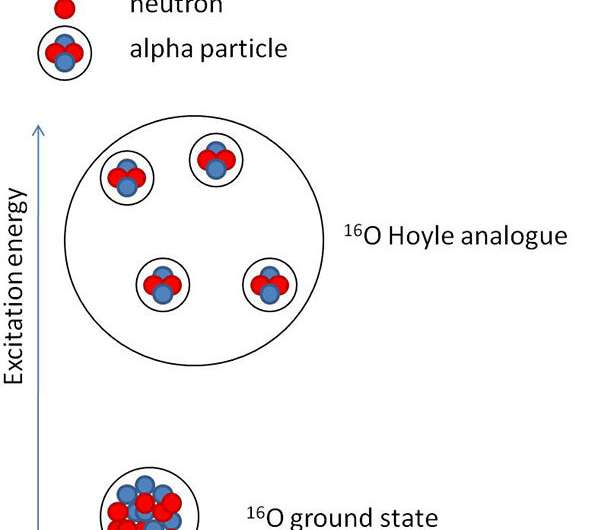 Do alpha particle condensates exist in oxygen nuclei?