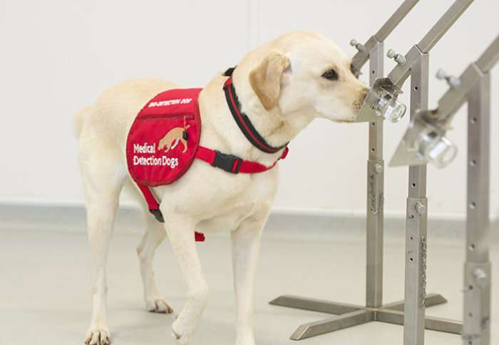 Dog detectives sniff out harmful bacteria causing lung infections