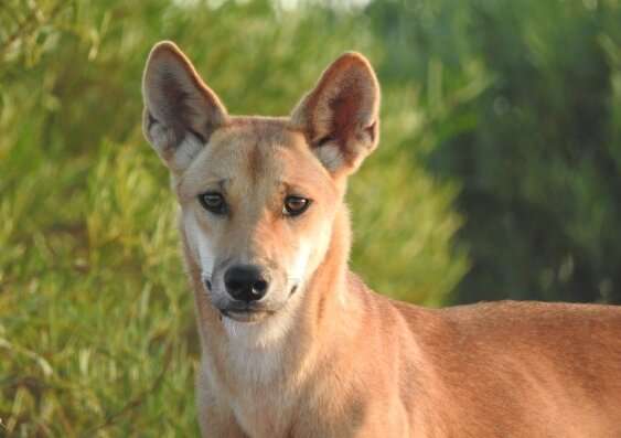 Dogged researchers show that dingoes keep feral cats in check
