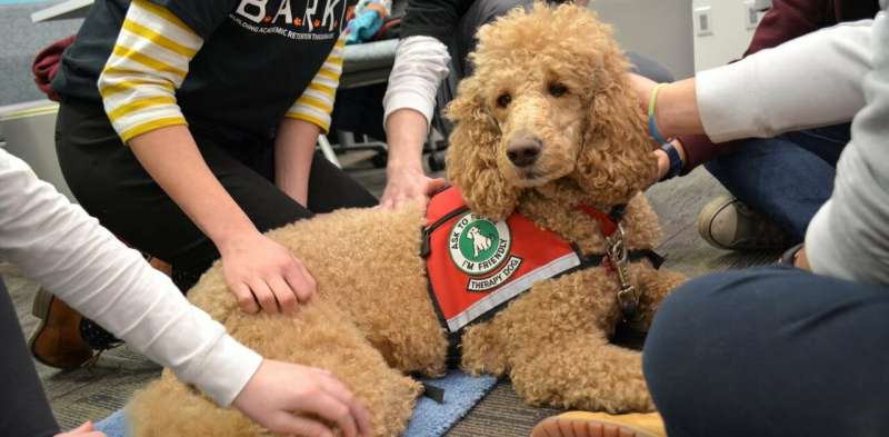 Dog therapy: What I've learned overseeing 60 canine campus teams