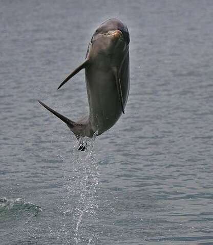 Dolphin Smarts