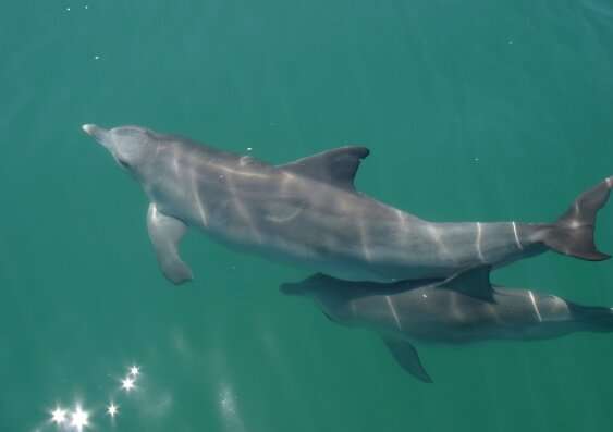 Dolphin study reveals the genes essential for species’ survival