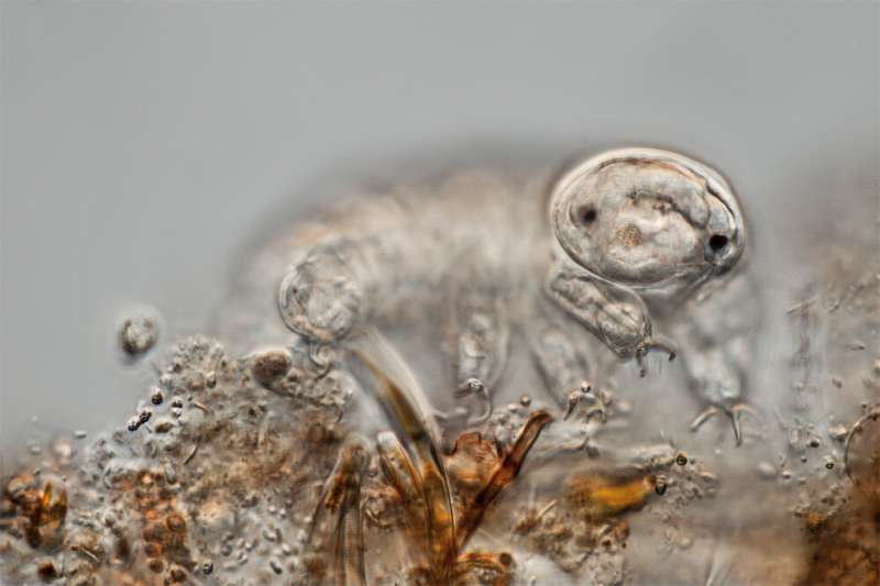 Dried-out tardigrades could point way to drug preservation, resilient crops