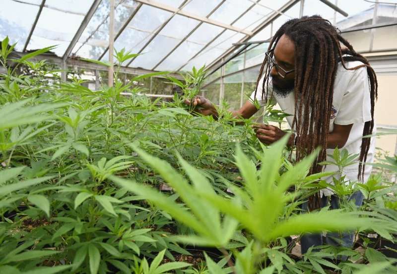 Dr Machel Emanuel inspects cannabis plant in a greenhouse at the University of the West Indies