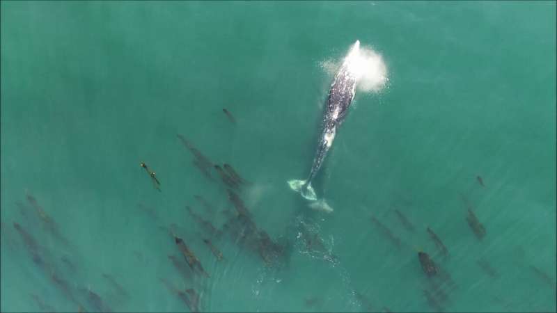 Drones carting GoPros to track gray whale behavior and spot their poop off Oregon Coast