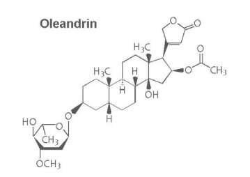 Drug oleandrin may be an effective new way to treat HTLV-1 virus, SMU study shows