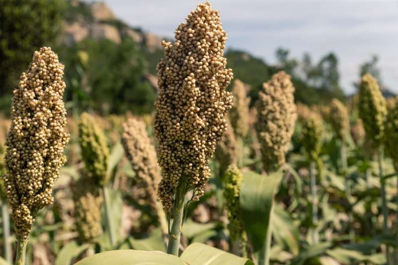 Dry conditions in the Mutoko region of Zimbabwe are fine for sorghum, and climate change has farmers in Europe taking a fresh lo