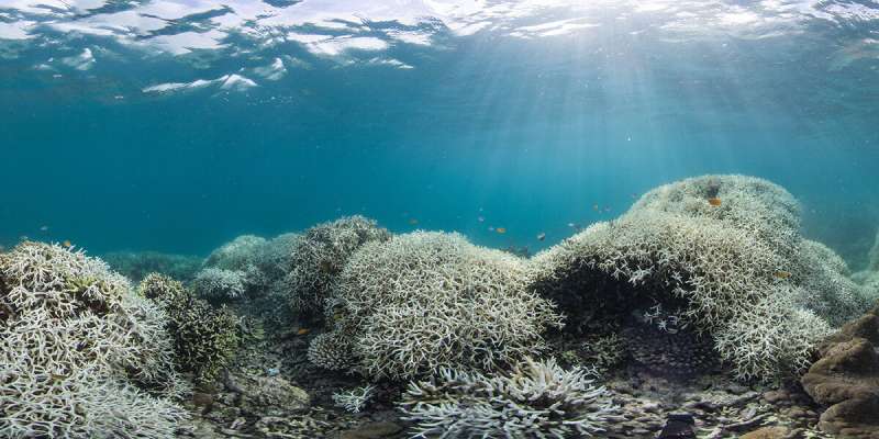 Dual approach needed to save sinking cities and bleaching corals