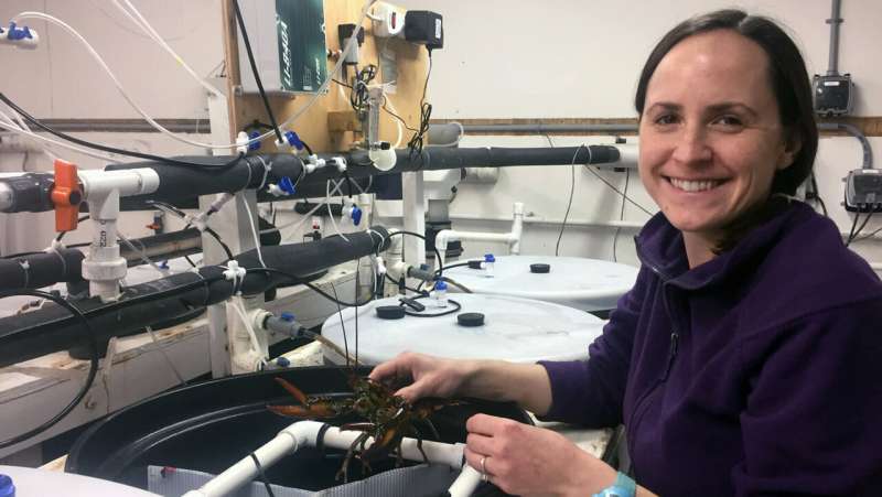 During abrupt warming, lobsters in acidic water have reduced heart function, fewer infection-fighting cells