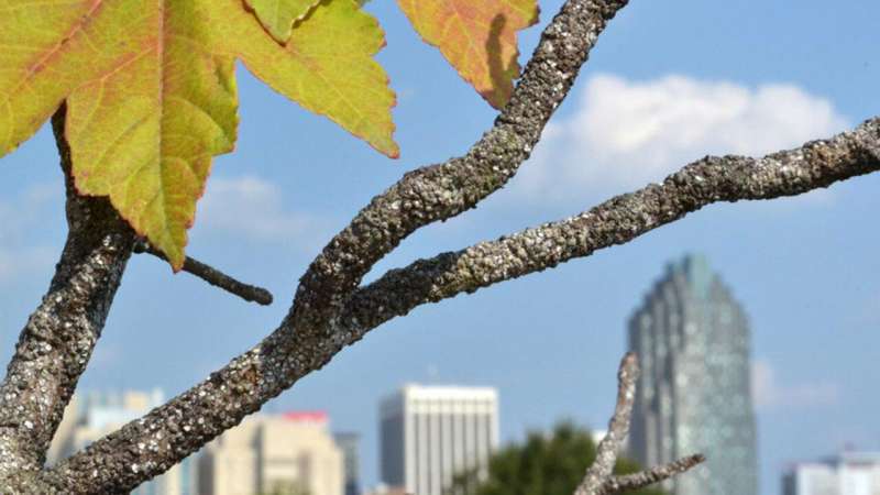 Dying trees in cities? Blame it on the pavement