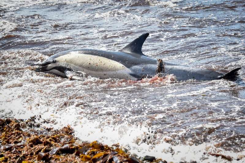 Each year since 2017, a record number of dead dolphins have washed up on France's Atlantic coast between January and April, the 