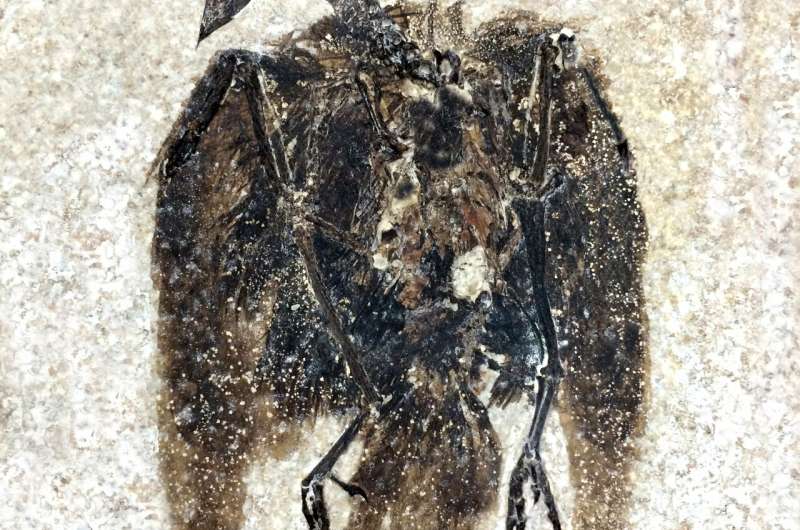 Earliest known seed-eating perching bird discovered in Fossil Lake, Wyoming