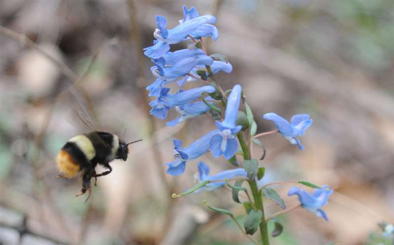 Early arrival of spring disrupts the mutualism between plants and pollinators