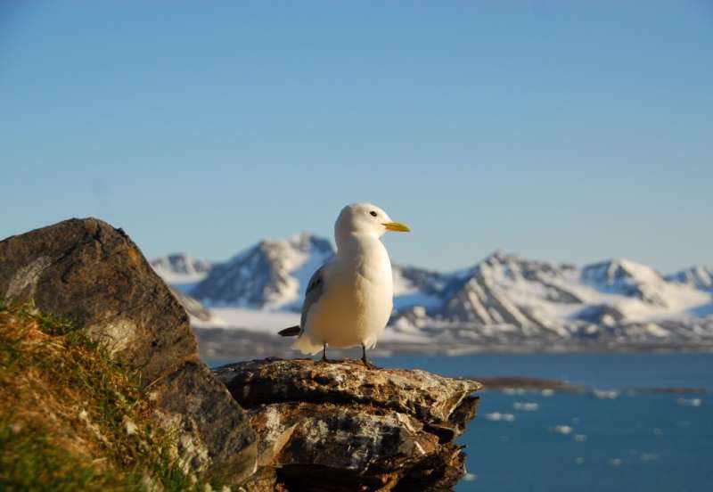 Early breeding season for some Arctic seabirds due global warming