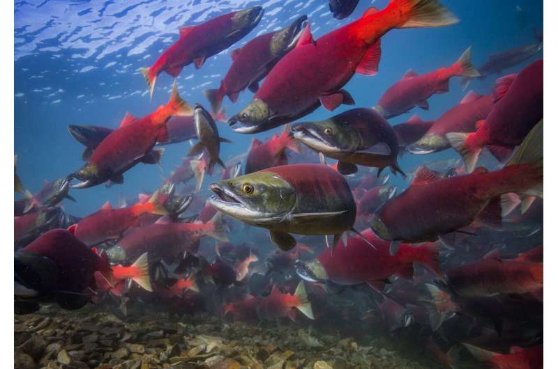 Early lives of Alaska sockeye salmon accelerating with climate change