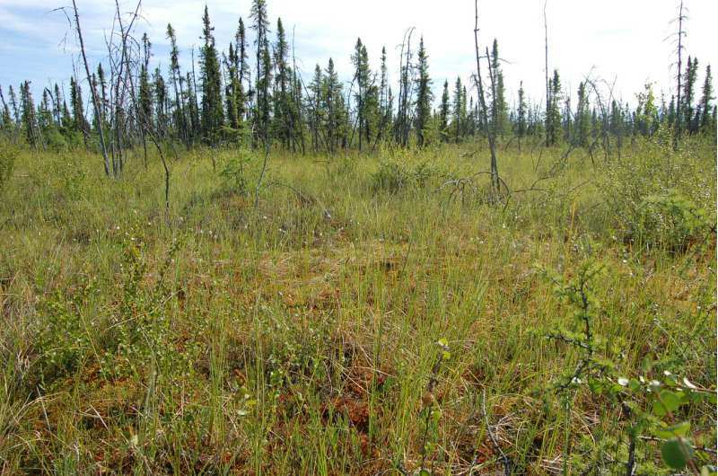 Early spring rain boosts methane from thawing permafrost by 30 percent