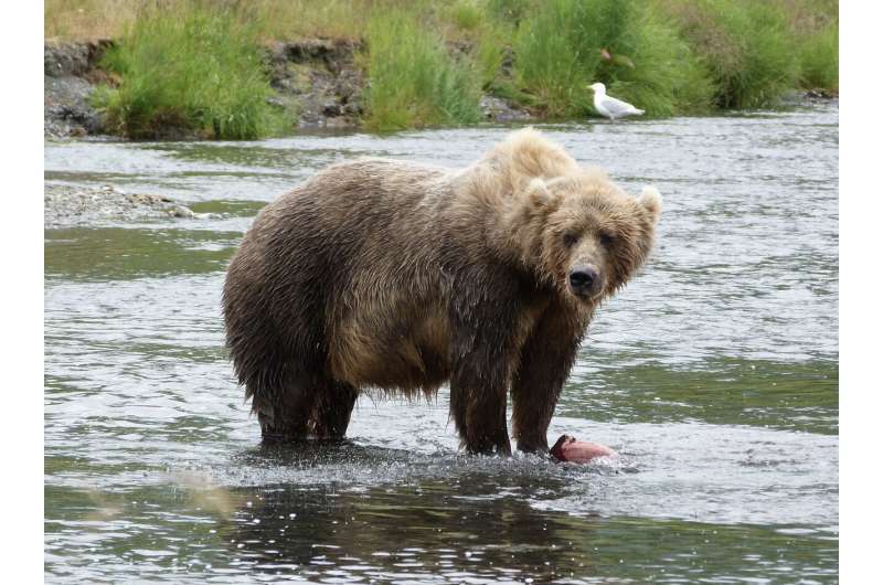 Easy prey: The largest bears in the world use small streams to fatten up on salmon