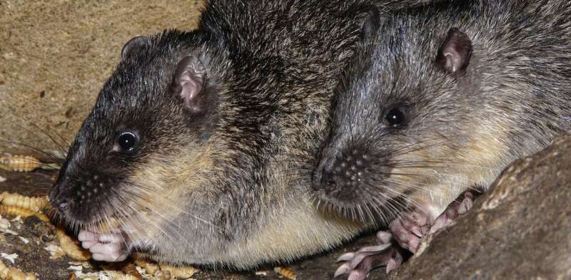 Eat your heart out: native water rats have worked out how to safely eat cane toads