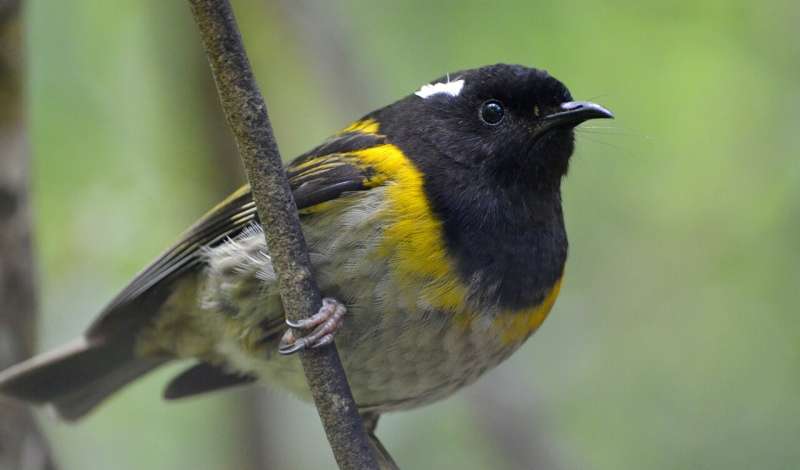 'Eavesdropping' technology used to protect one of New Zealand's rarest birds