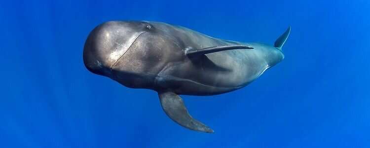 Echolocation found to be cheap for deep-diving whales