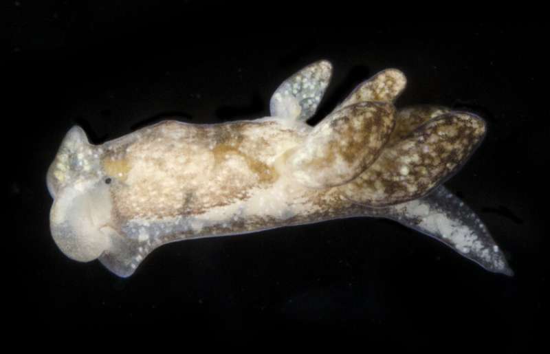 Egg-sucking sea slug from Florida's Cedar Key named after Muppets creator Jim Henson