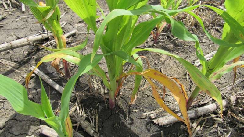 Eight species of fungus cause root rot in South Dakota corn