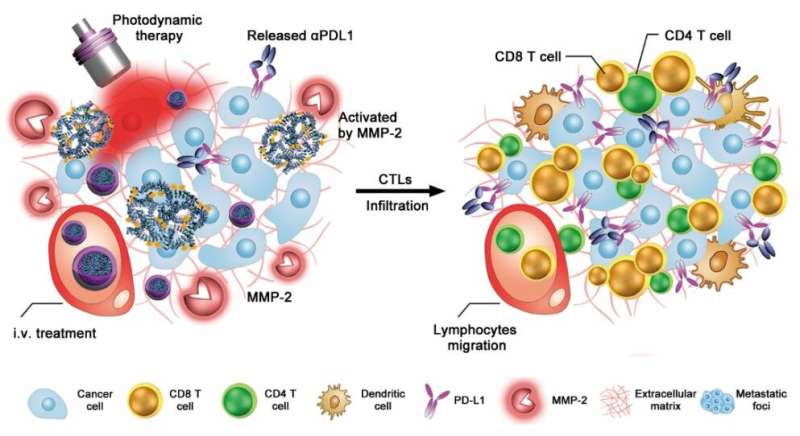 Elegant antibody nanoparticles override immunological tolerance of tumors