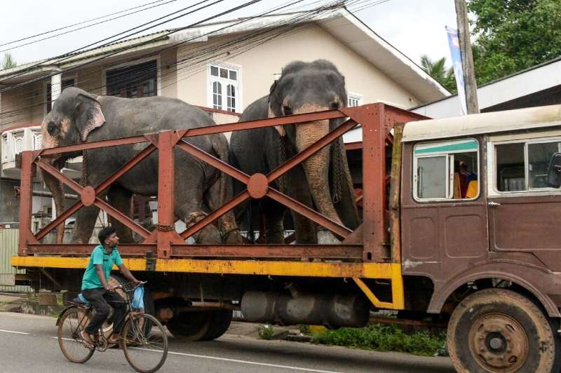 Elephants are a protected animal in Sri Lanka and new rules will increase the length of jail time for those found to have been c