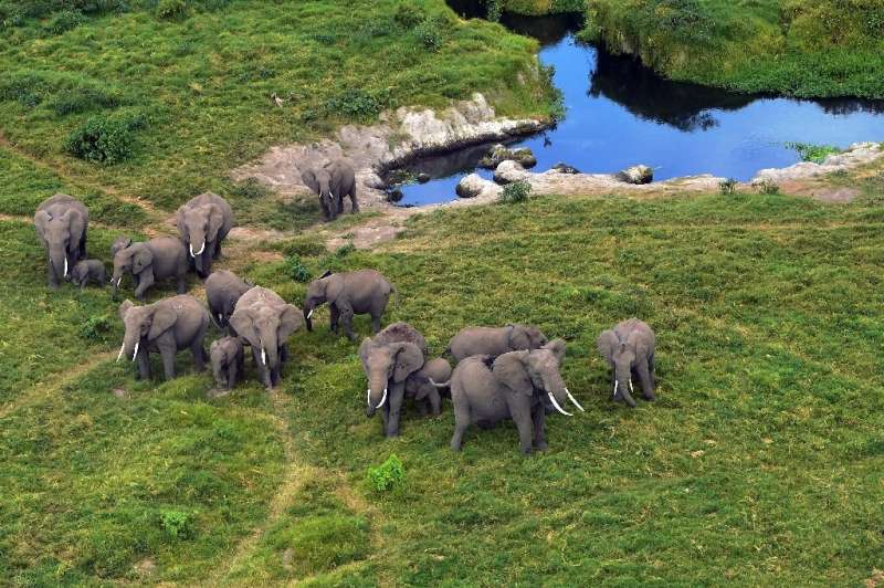 Elephants likes these in Kenya's Amboseli National Park, will enjoy more protection from being taken to Western zoos