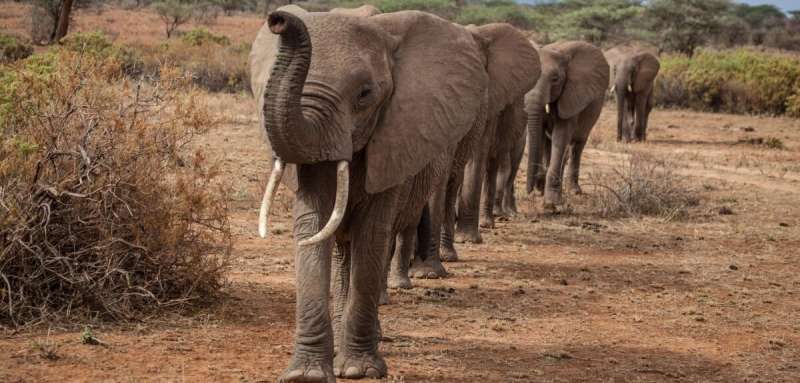 Elephants walk more direct paths under risk of poaching