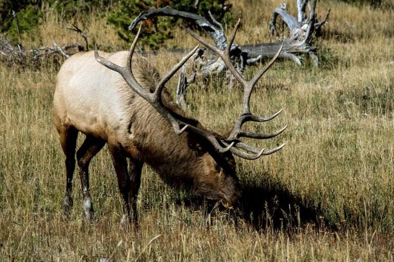 Elk like this one, seen in 2012 at Yellowstone National Park in Wyoming in 2012, are at the heart of a case before the US Suprem