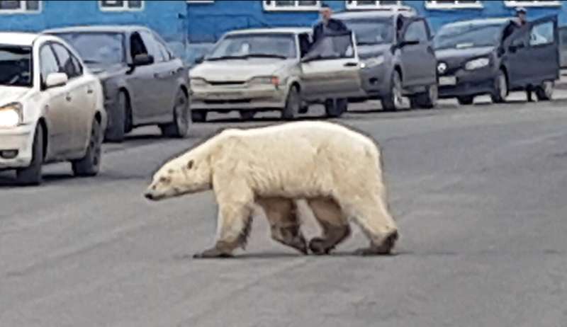 Emaciated polar bear found in Russia taken for treatment
