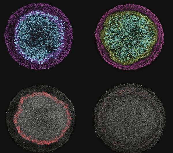 Embryo's early development revealed in a dish