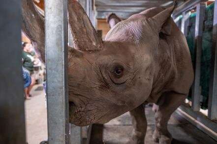 Endangered black rhino expecting first calf