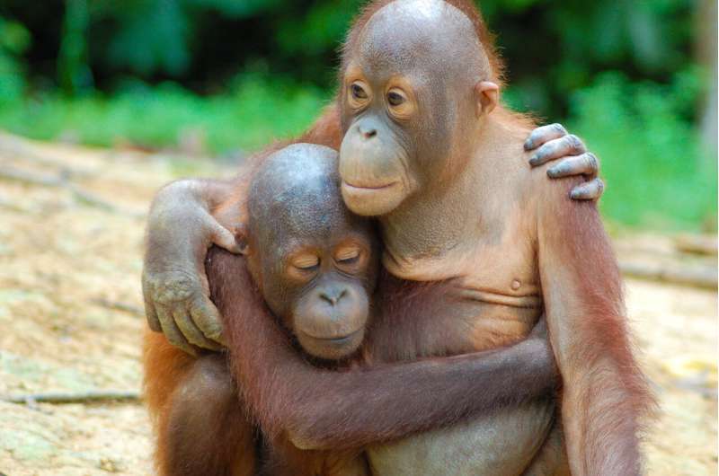 Endangered Bornean orangutans survive in managed forest, decline near oil palm plantations