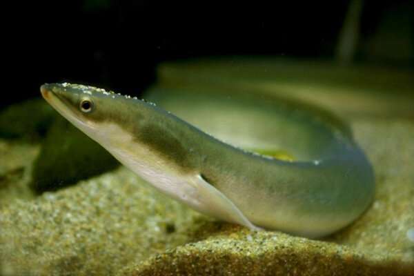 Endangered eel located using DNA from one litre of water