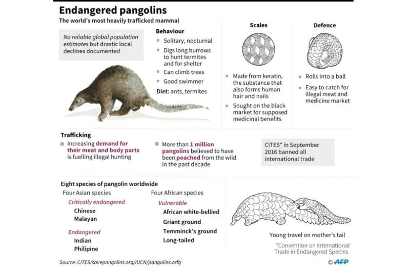 Endangered pangolins